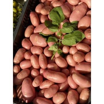 Újkrumpli (0.5 kg)