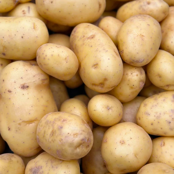 burgonya